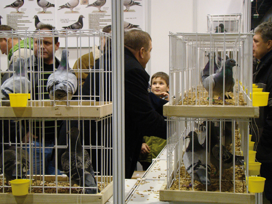 Expo Gołębie 2011